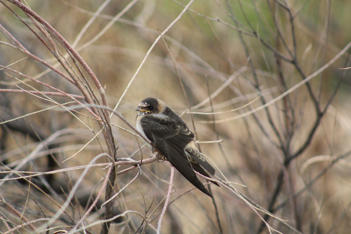 Cliff Swallow - ML261606121