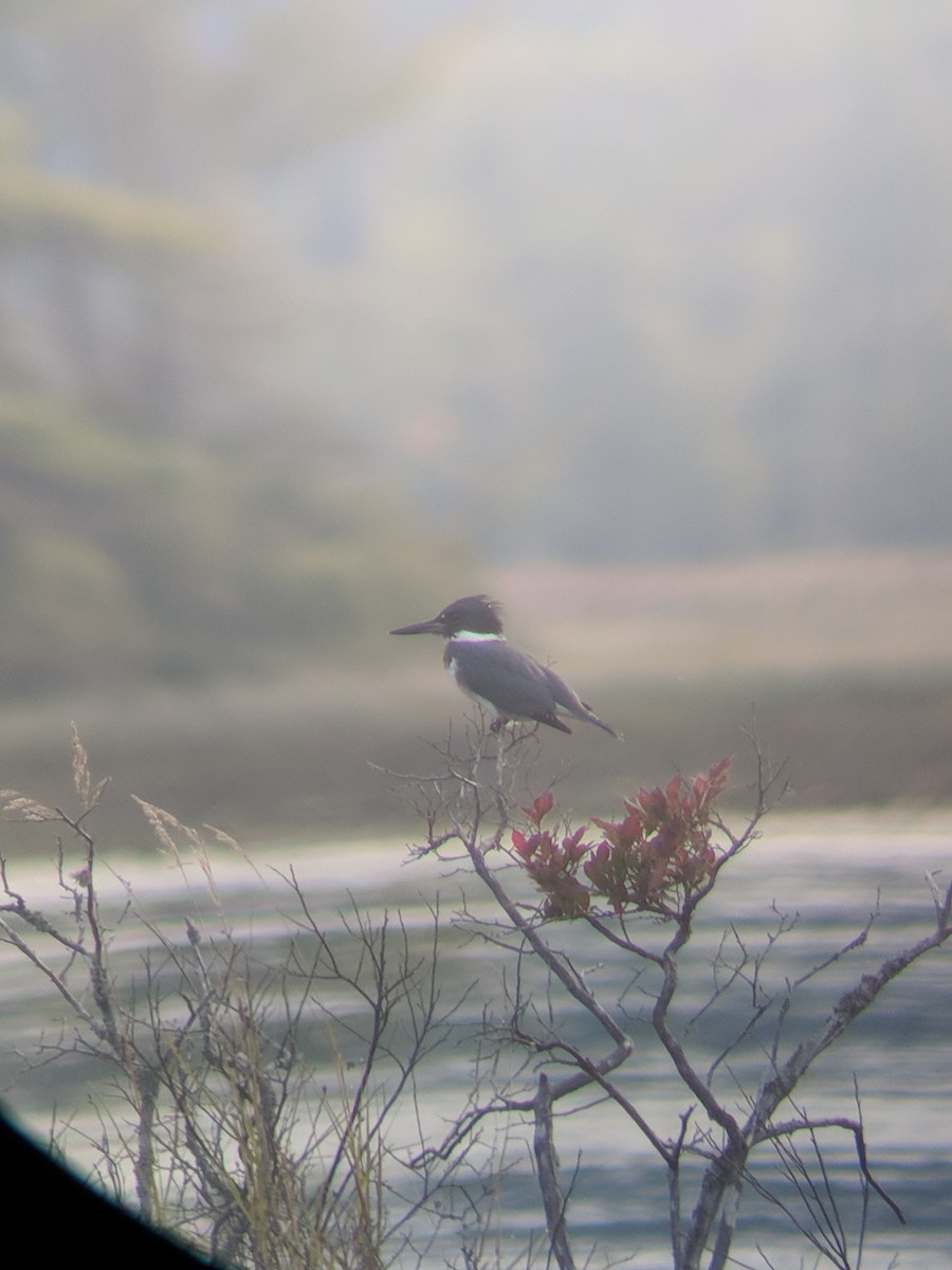 Belted Kingfisher - ML261606481