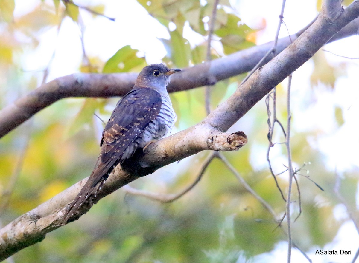 Madagascar Cuckoo - ML261606971