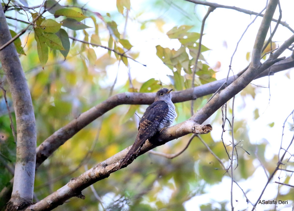 Madagascar Cuckoo - ML261606981