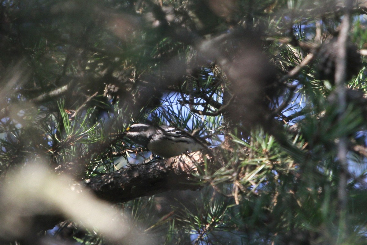 Black-throated Gray Warbler - ML261607761