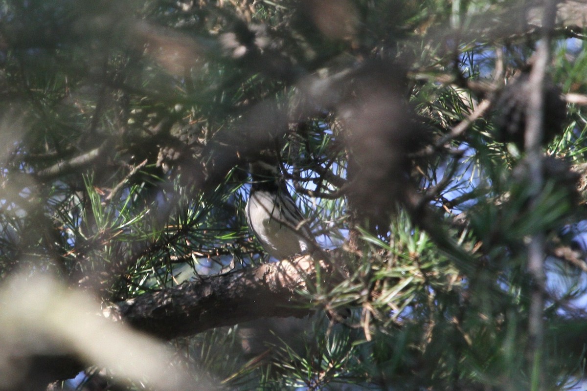 Black-throated Gray Warbler - ML261607841