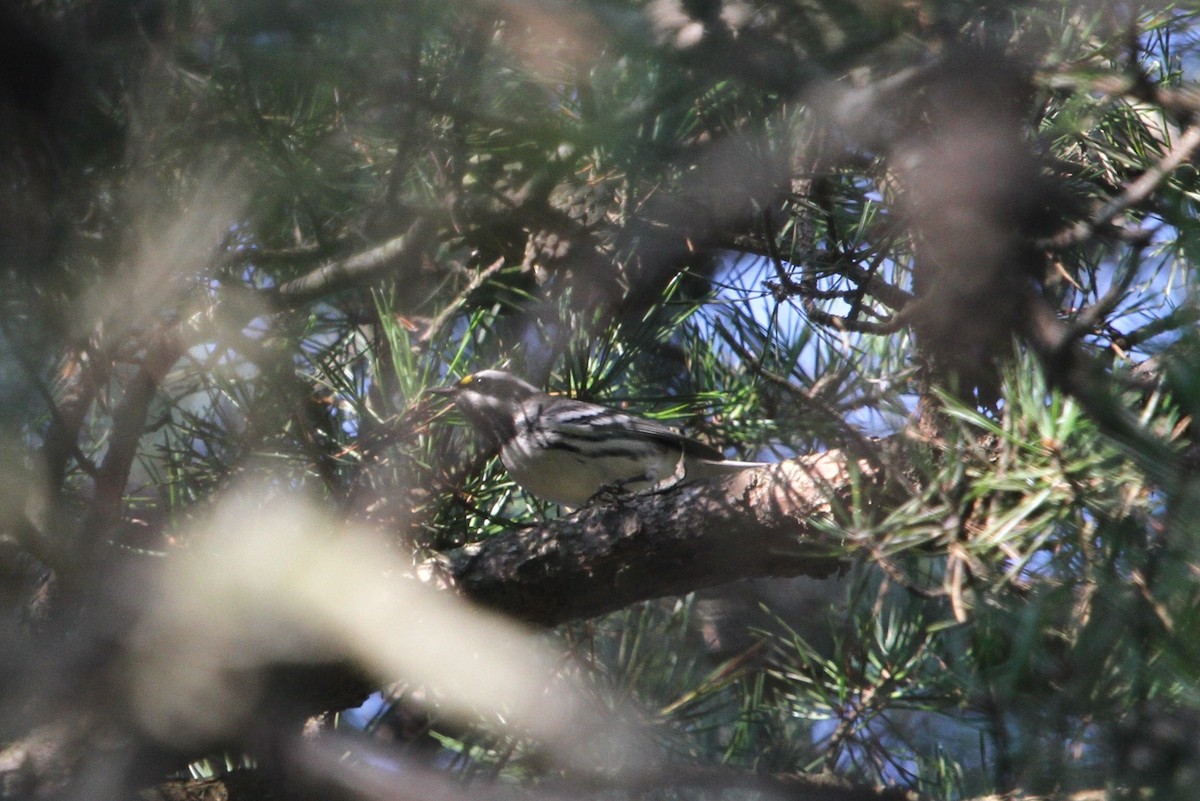 Black-throated Gray Warbler - ML261607871