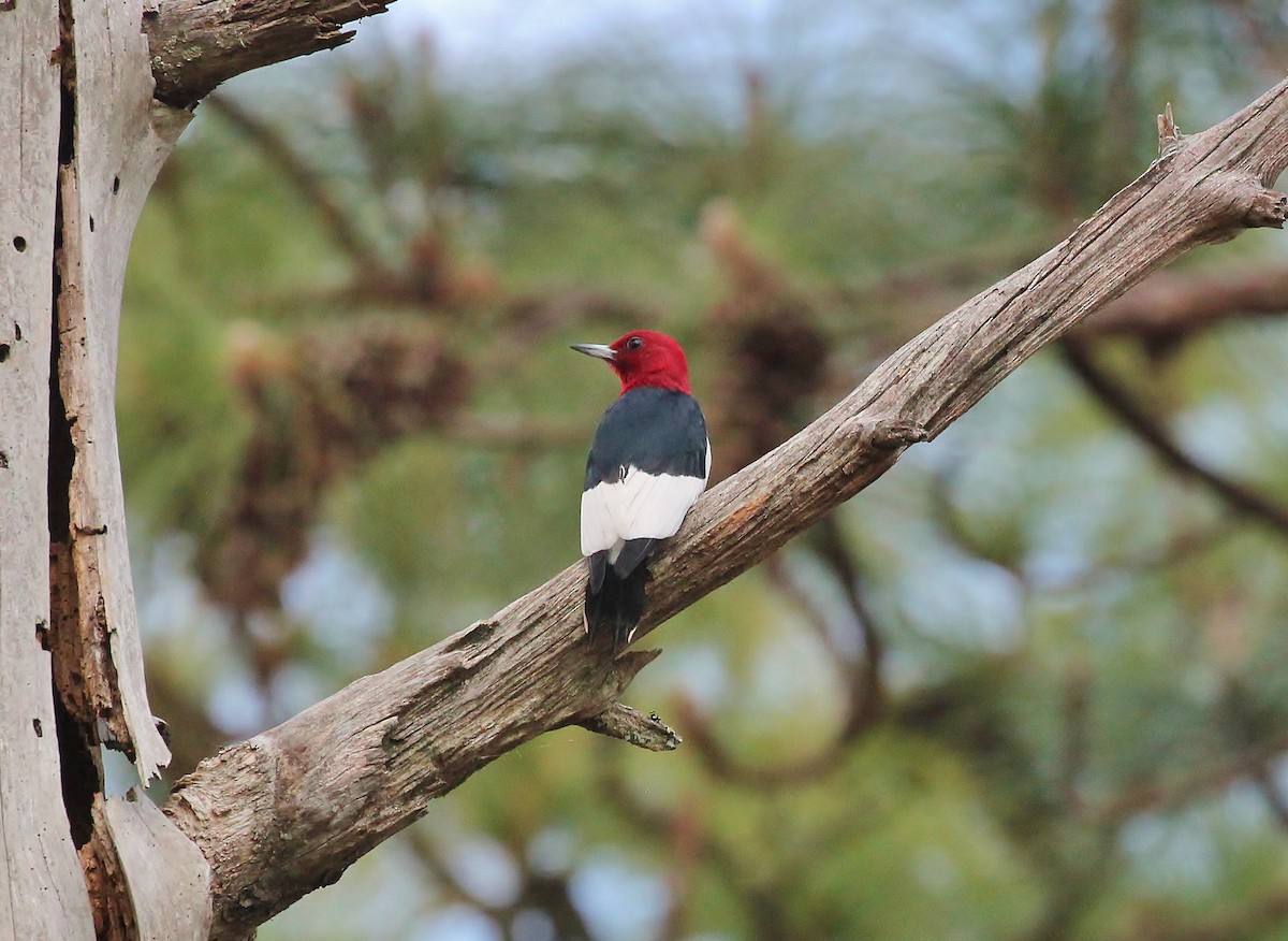 Red-headed Woodpecker - ML26161041