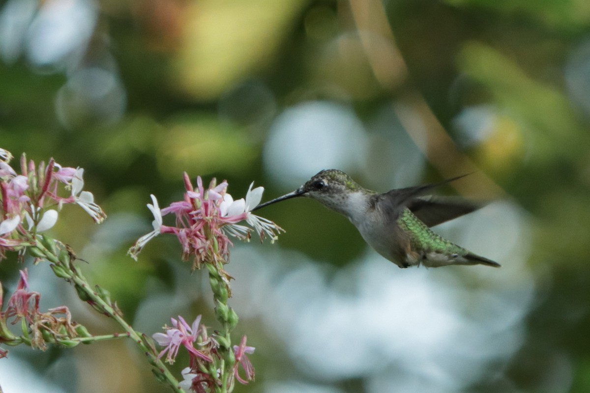 Ruby-throated Hummingbird - ML261610451