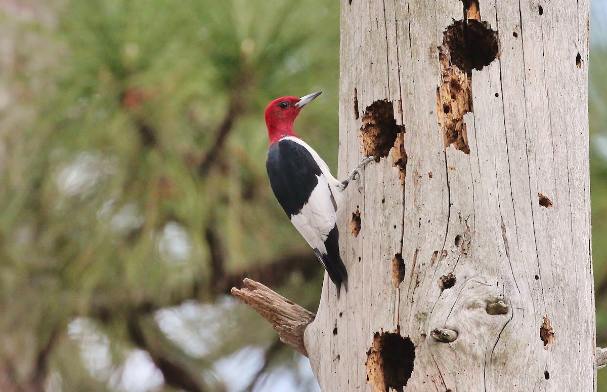 Red-headed Woodpecker - Musa Awan