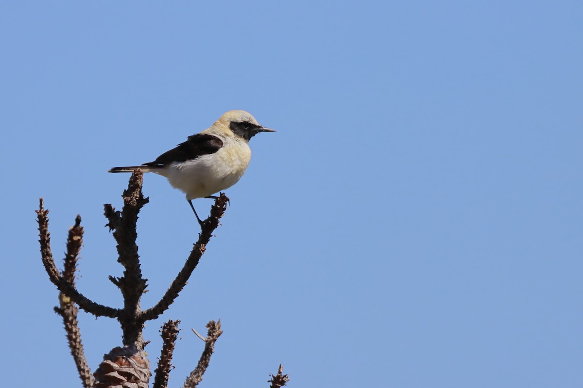 Western Black-eared Wheatear - ML261611231