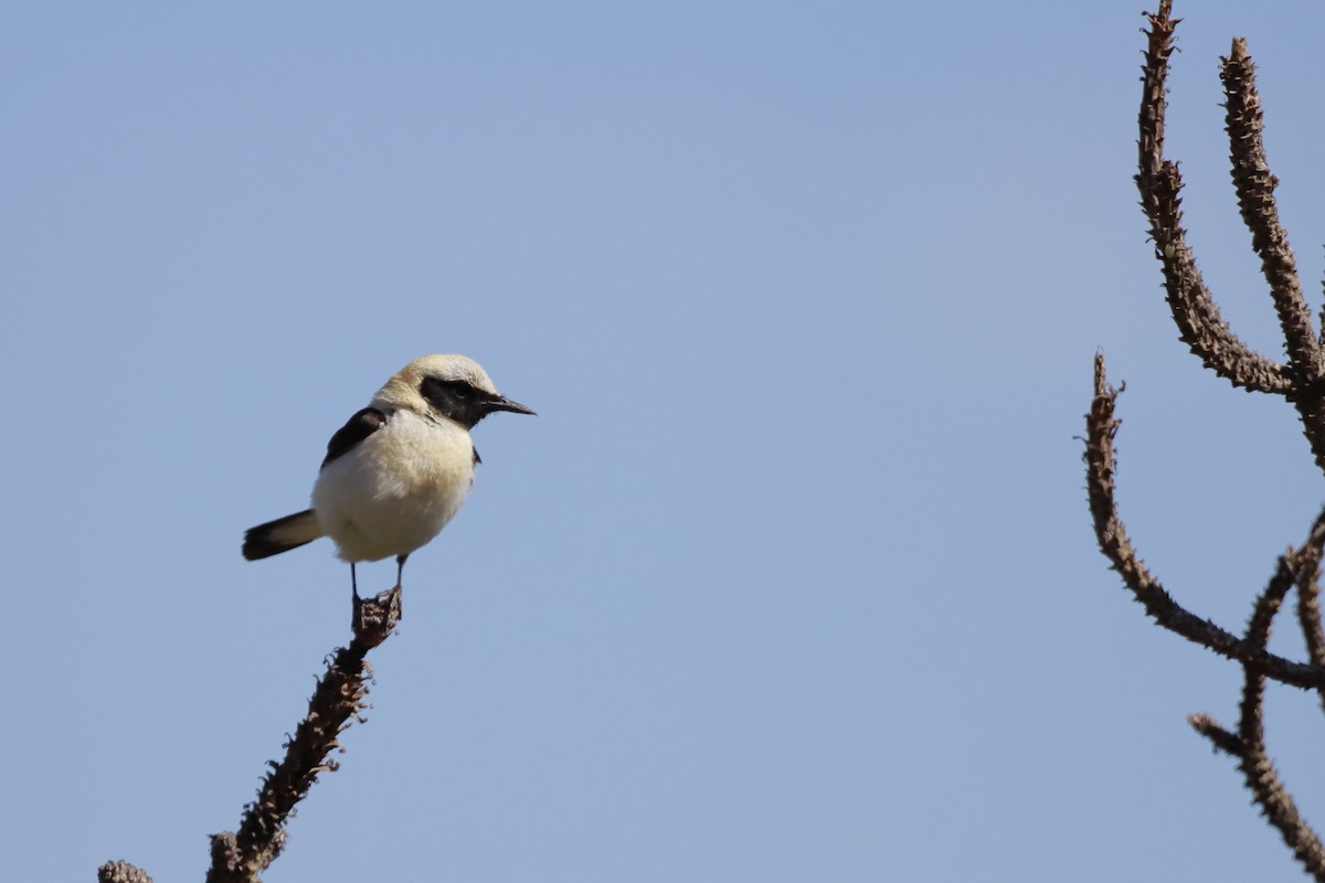 Western Black-eared Wheatear - ML261611241