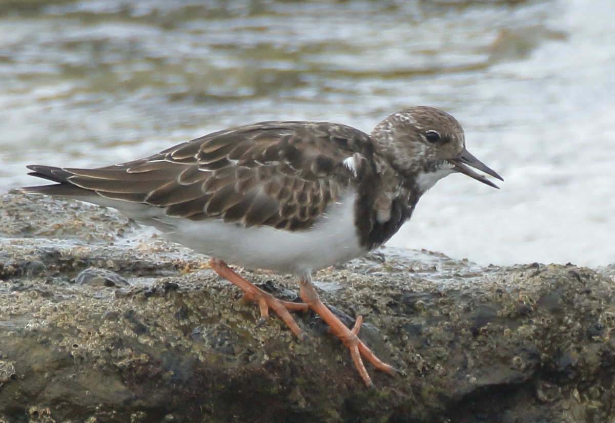 Ruddy Turnstone - ML261611751