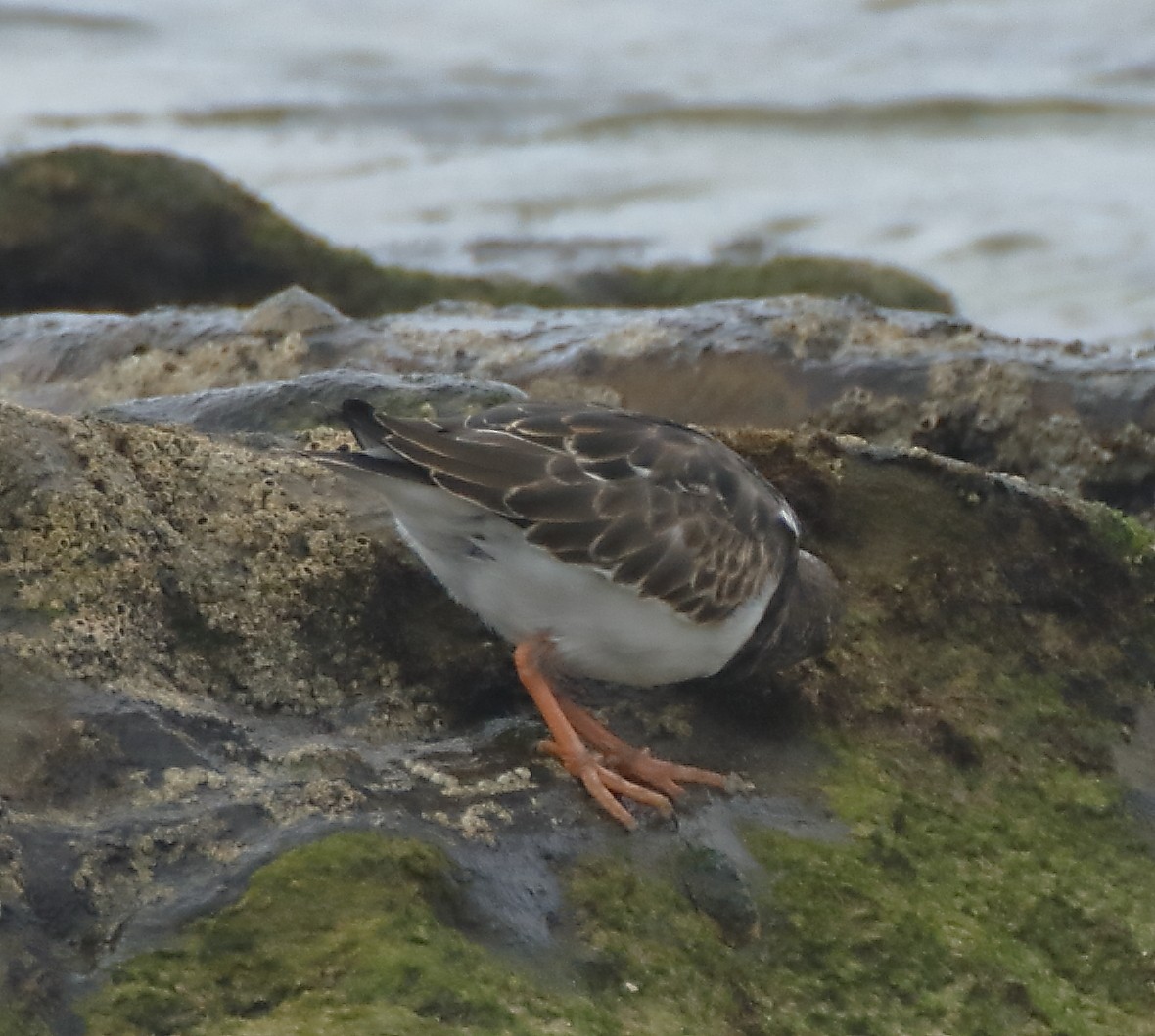 Ruddy Turnstone - Manuel Gomez Carvajal