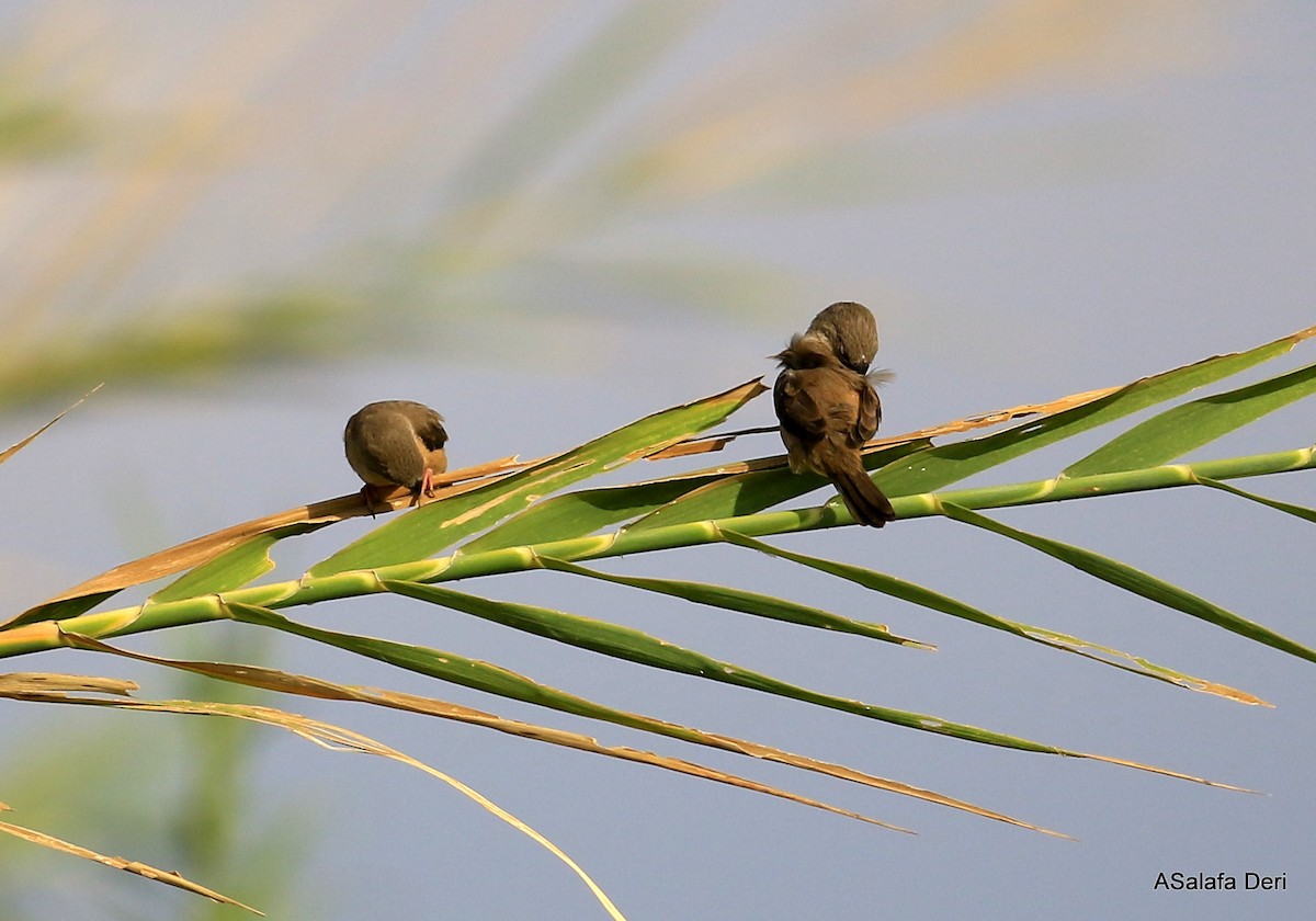 Madagascar Munia - Fanis Theofanopoulos (ASalafa Deri)