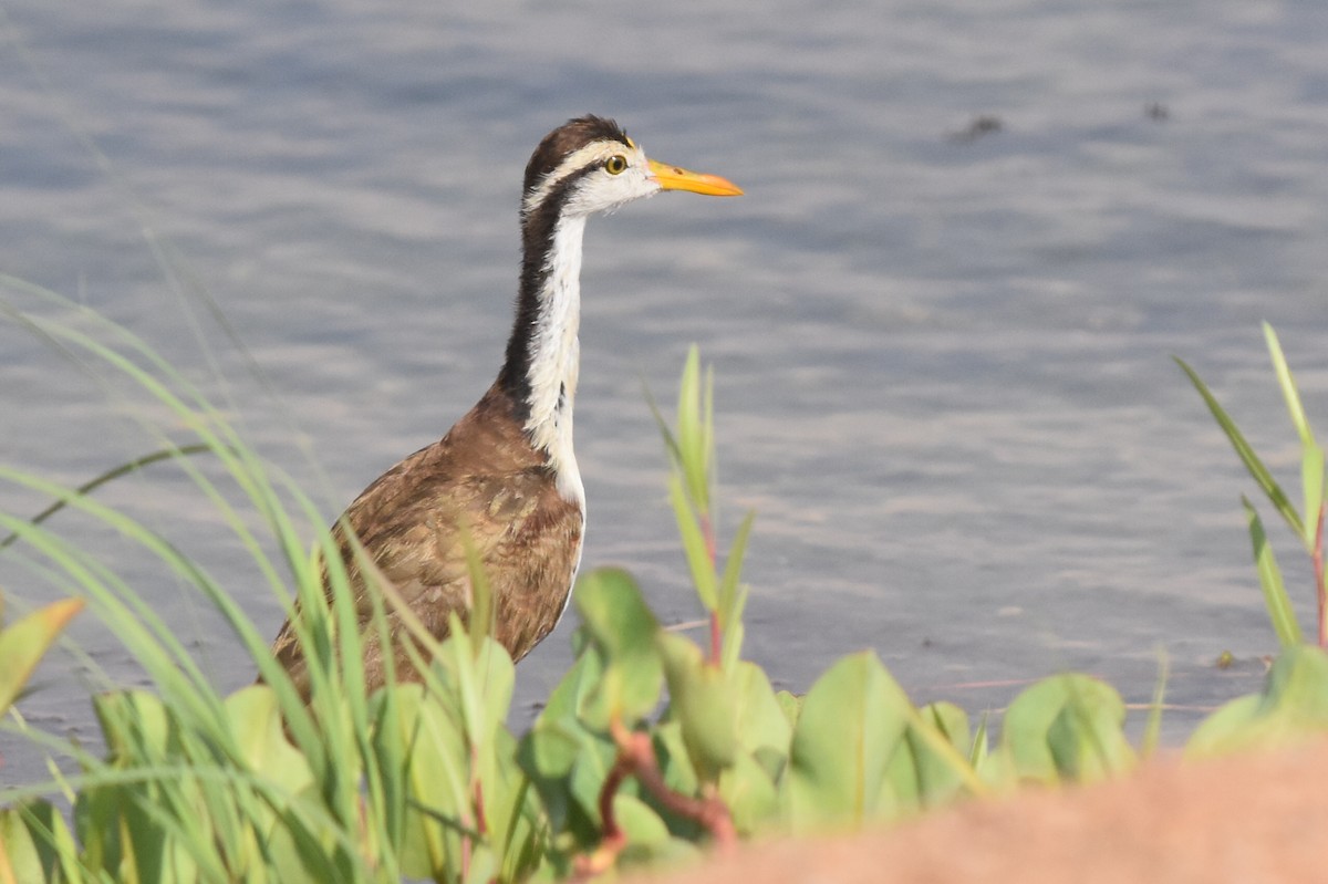 Northern Jacana - Caleb Strand