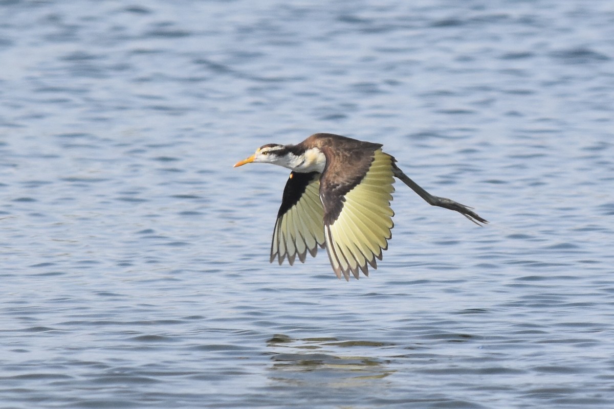 Northern Jacana - ML261612541