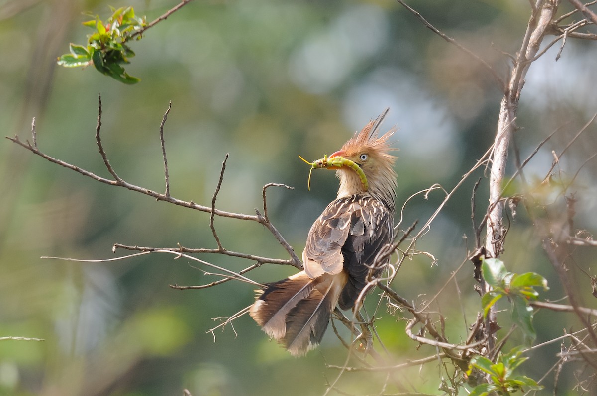 Guira Cuckoo - ML261613061