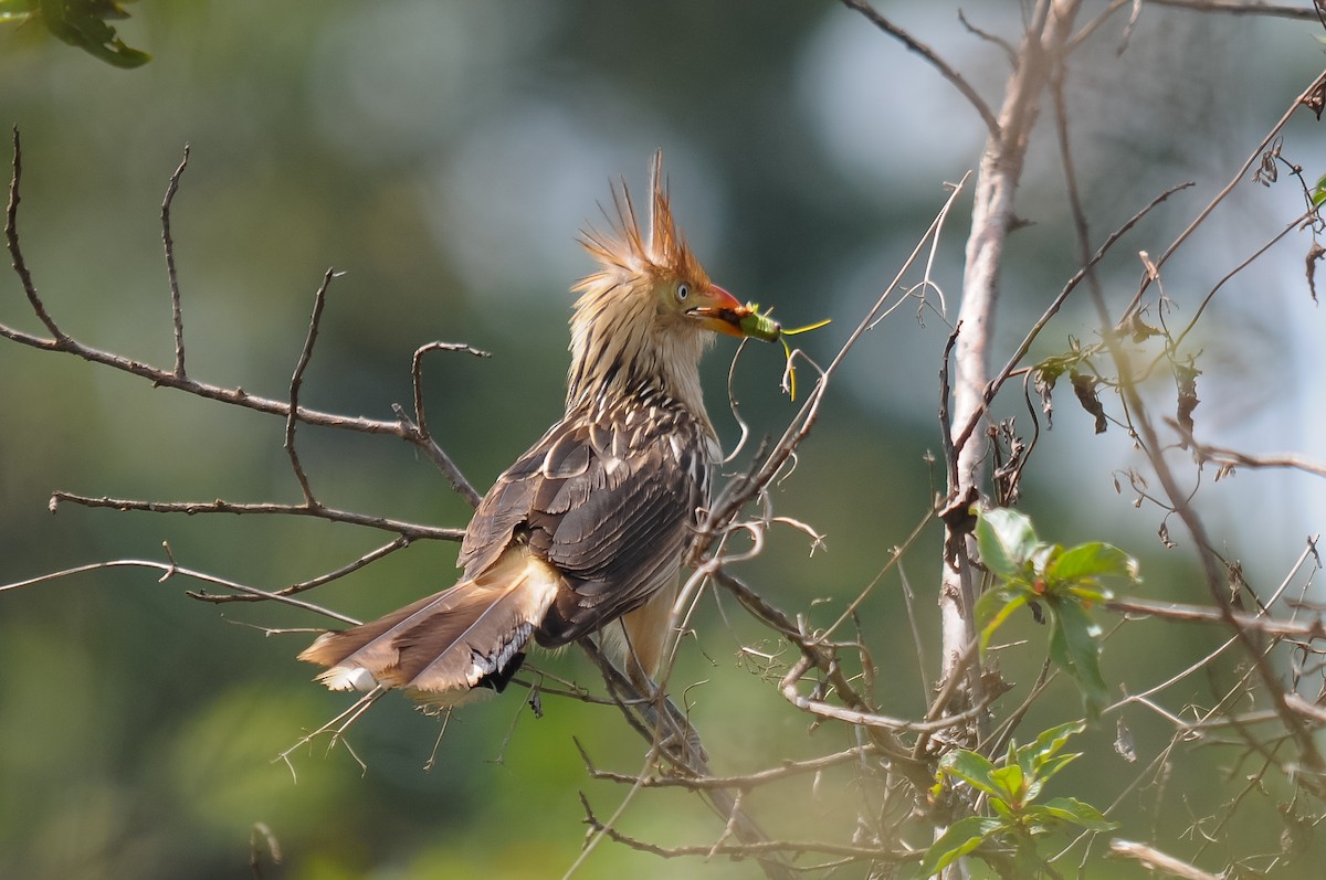 Guira Cuckoo - ML261613071