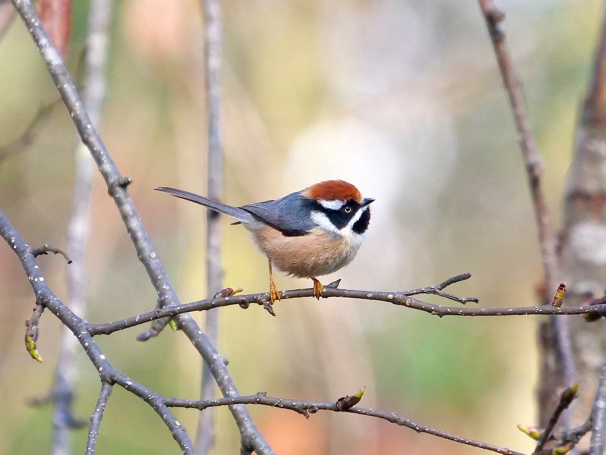 Black-throated Tit (Red-headed) - Tim Boucher