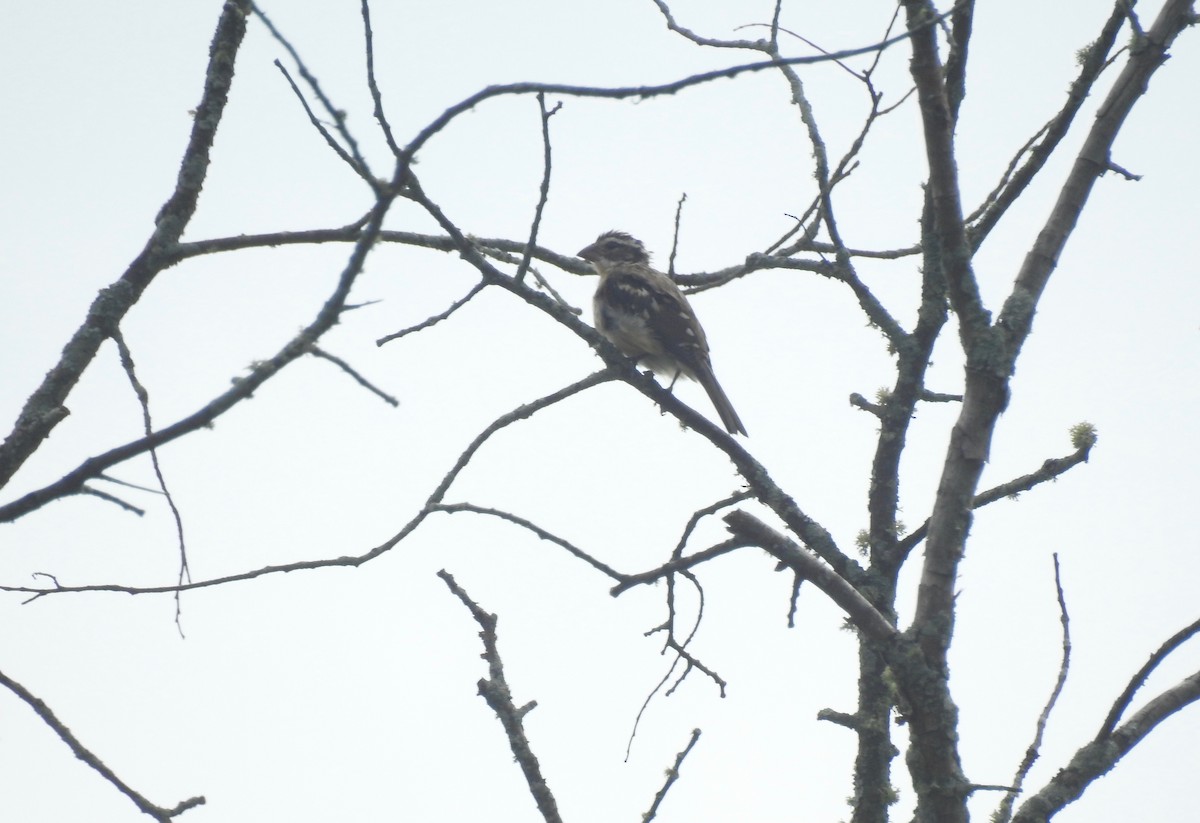 Rose-breasted Grosbeak - ML261613721