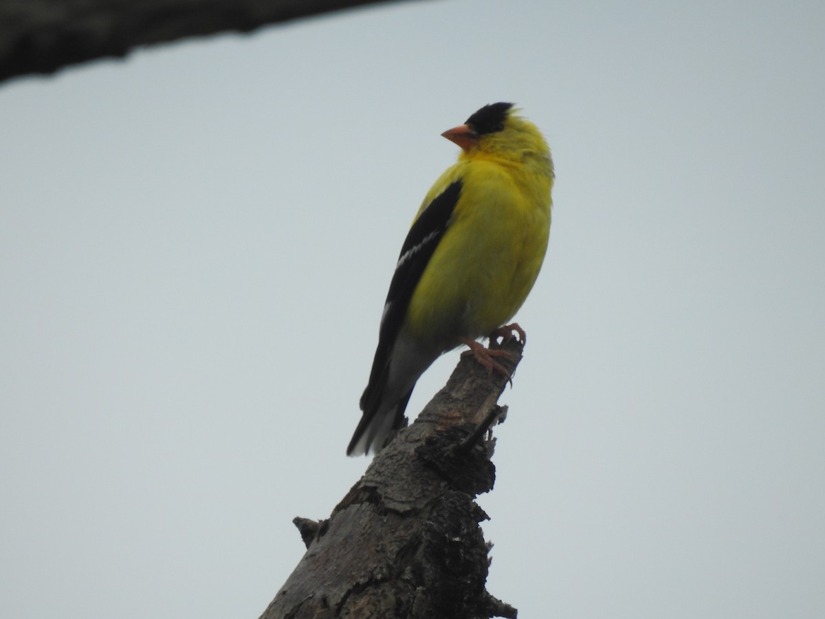 American Goldfinch - ML261613881