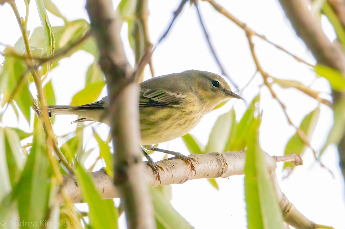 Cape May Warbler - ML261616931
