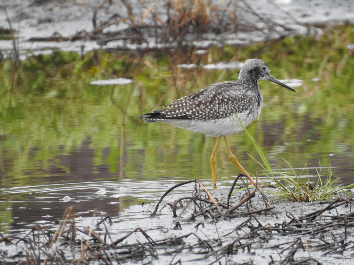 Greater Yellowlegs - Vince Hiebert