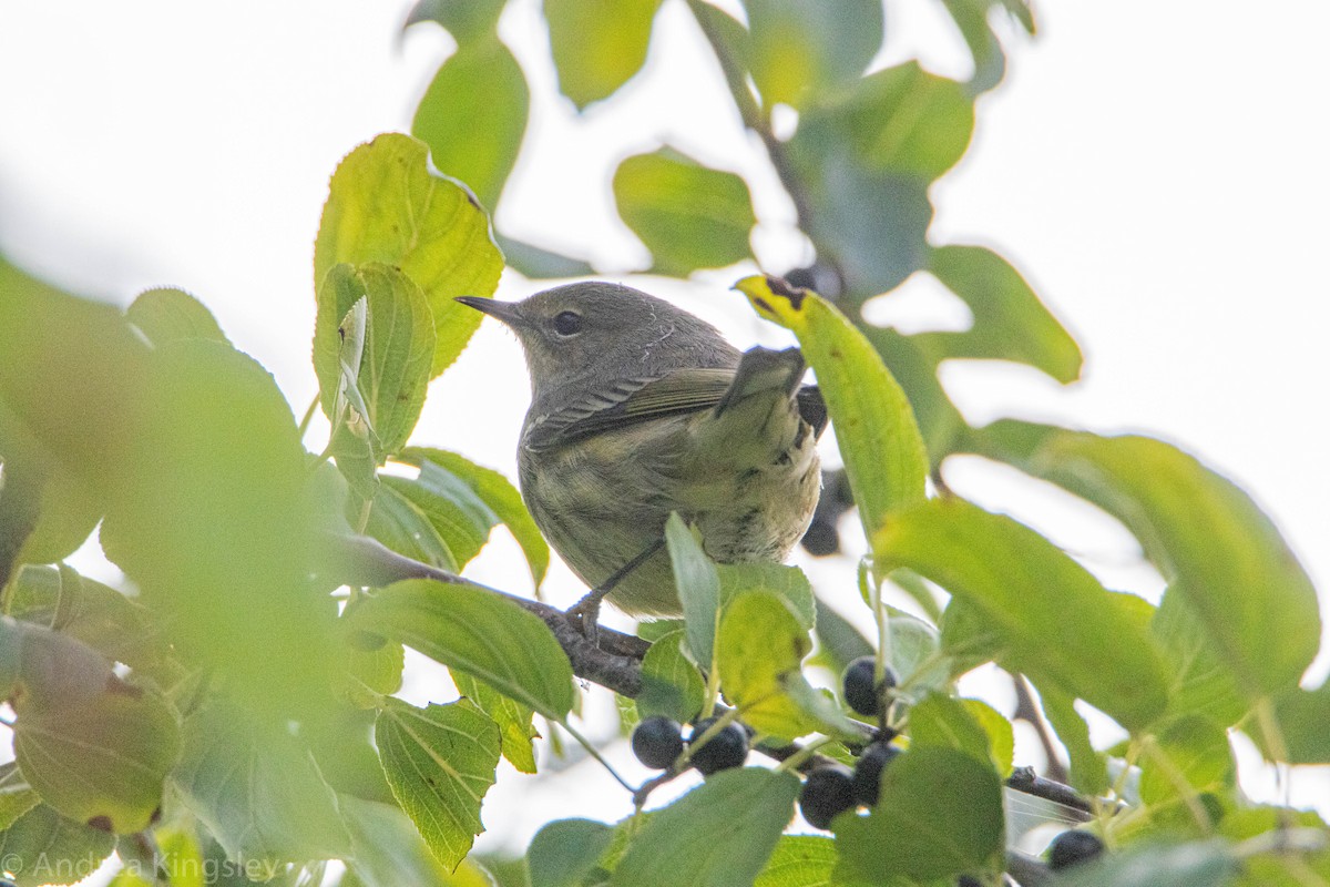Cape May Warbler - ML261616971