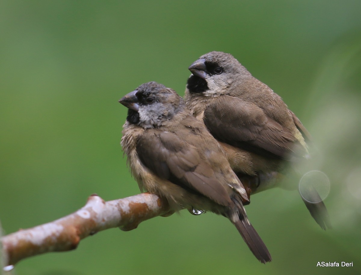 Madagascar Munia - Fanis Theofanopoulos (ASalafa Deri)