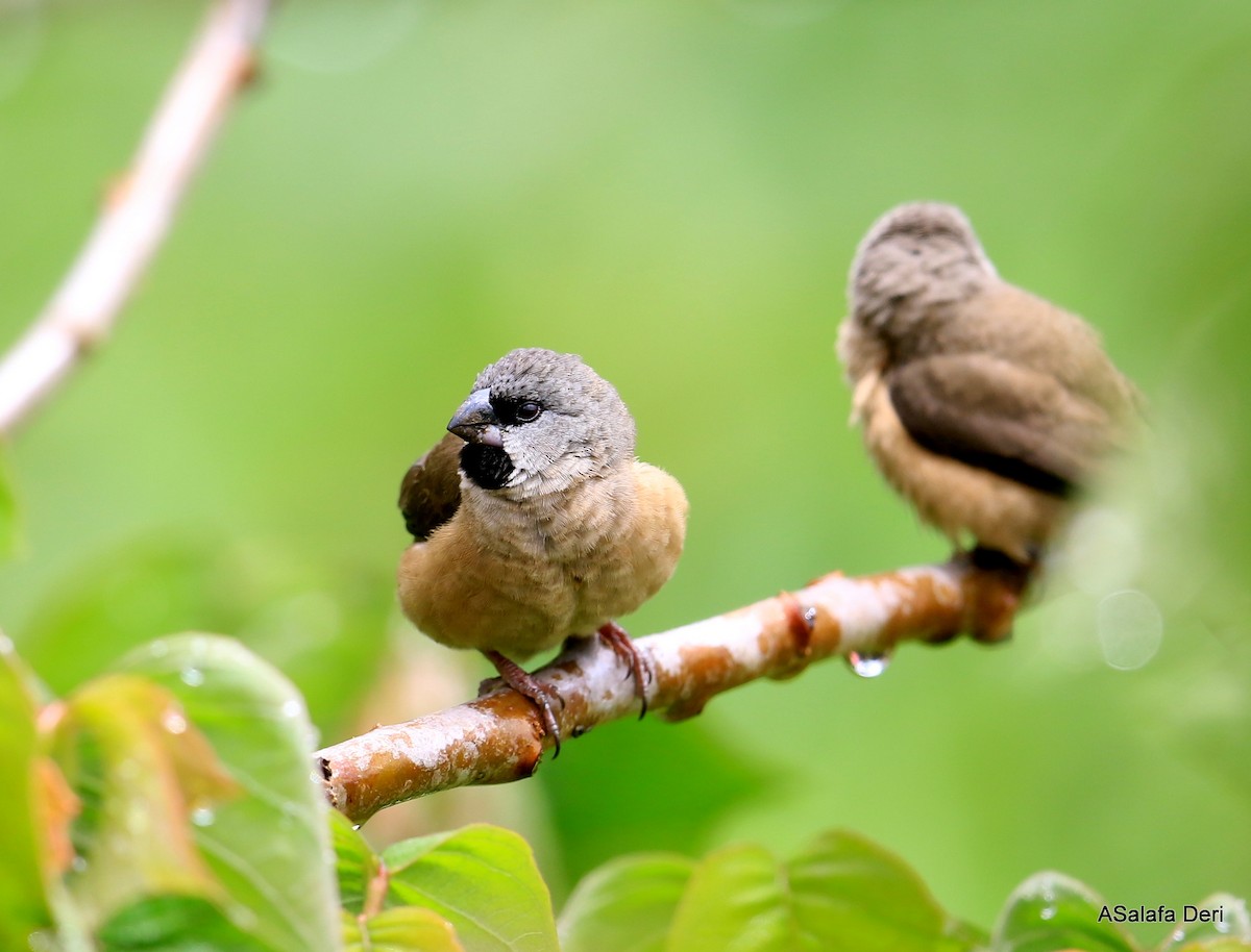 Madagascar Munia - Fanis Theofanopoulos (ASalafa Deri)