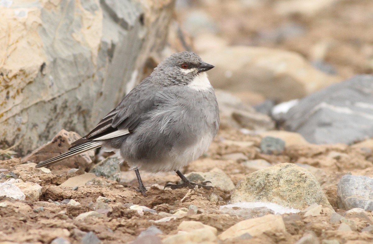 Glacier Finch - Jeremiah Trimble