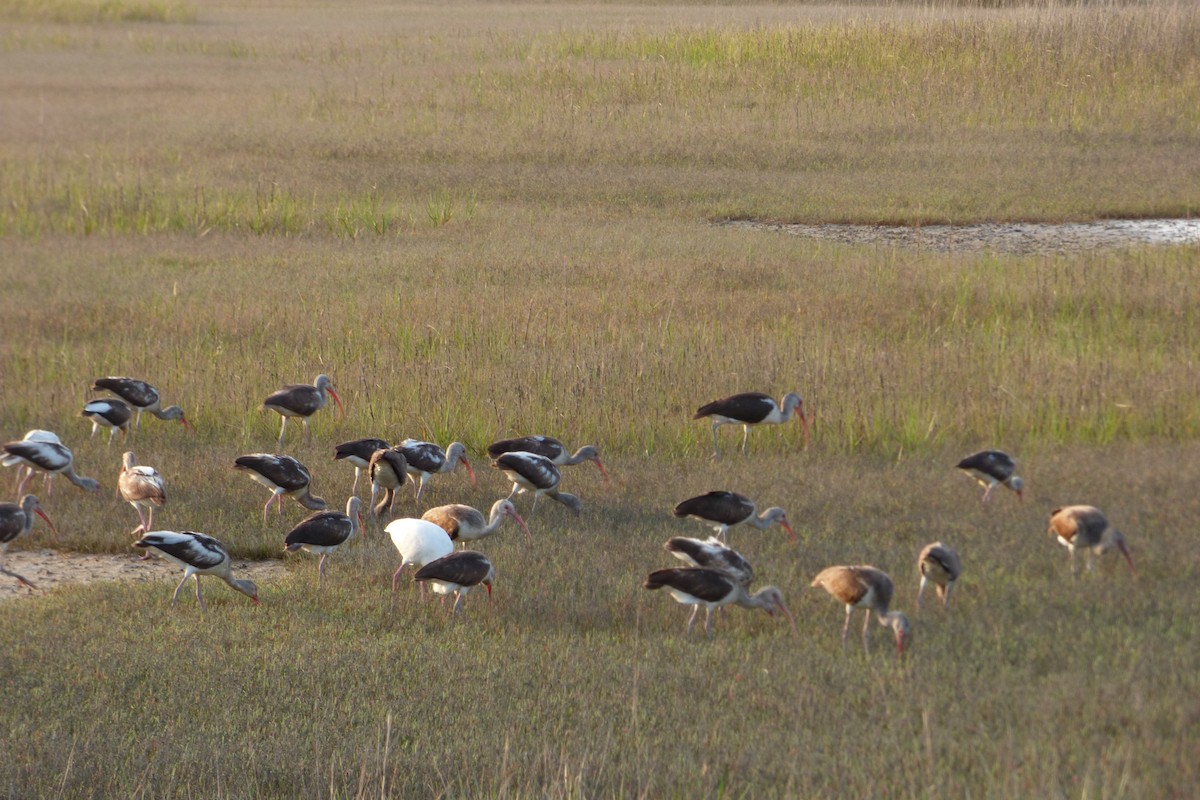 White Ibis - ML26161991