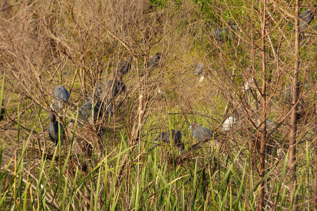 Little Blue Heron - ML26162011