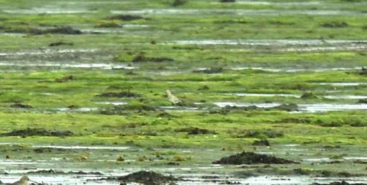 Black-bellied Plover - Blair Whyte