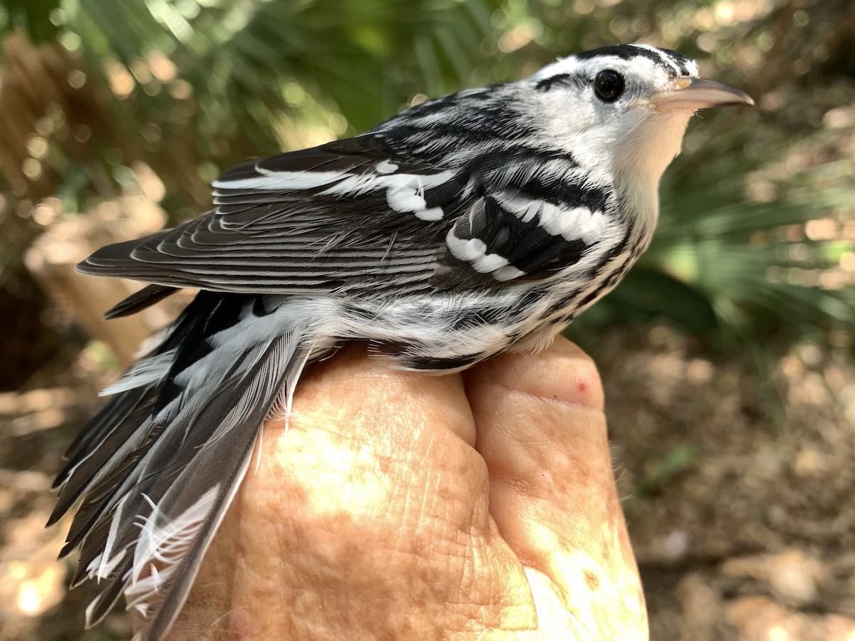 Black-and-white Warbler - ML261622171
