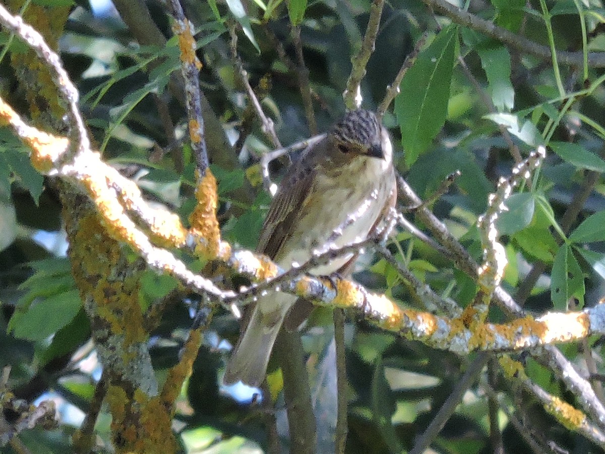 Spotted Flycatcher - ML261622631