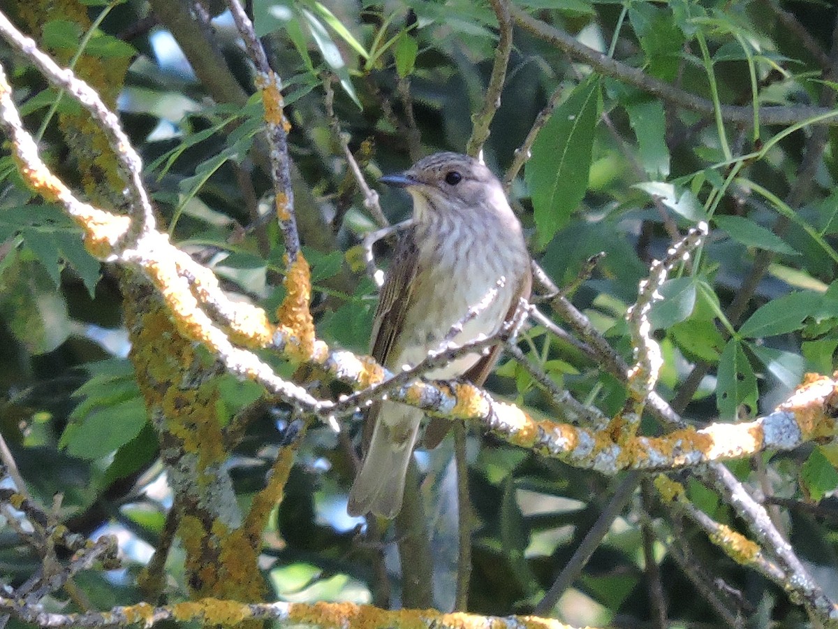 Spotted Flycatcher - Raul Perez