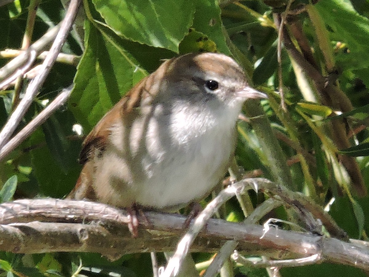 Cetti's Warbler - ML261622871