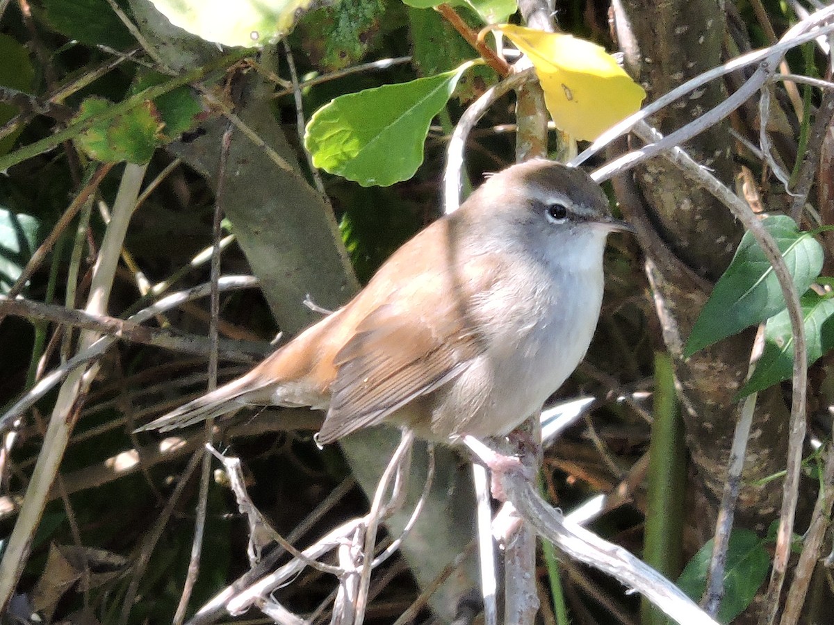 Cetti's Warbler - ML261622881