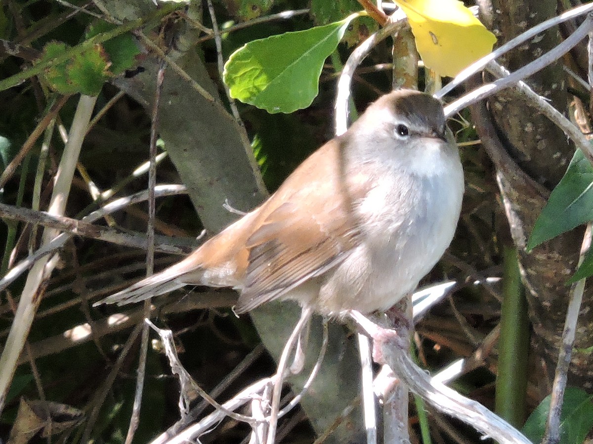 Cetti's Warbler - ML261622891