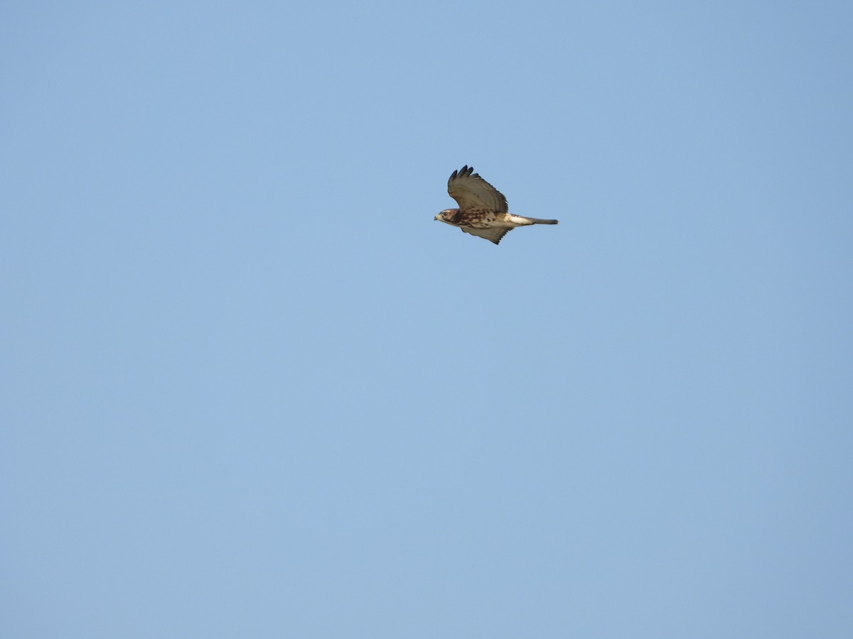 Red-shouldered Hawk - ML261623861