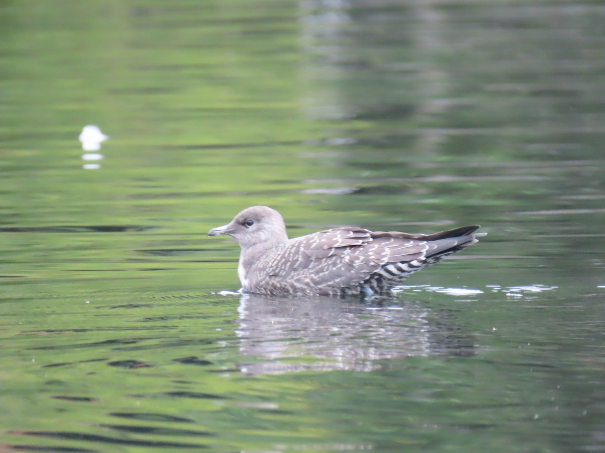 Long-tailed Jaeger - ML261624281