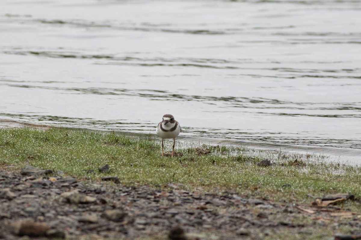 Semipalmated Plover - ML261624301