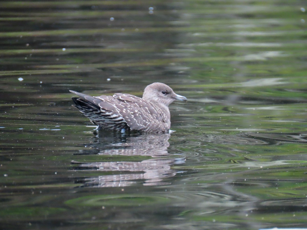 Long-tailed Jaeger - ML261624341