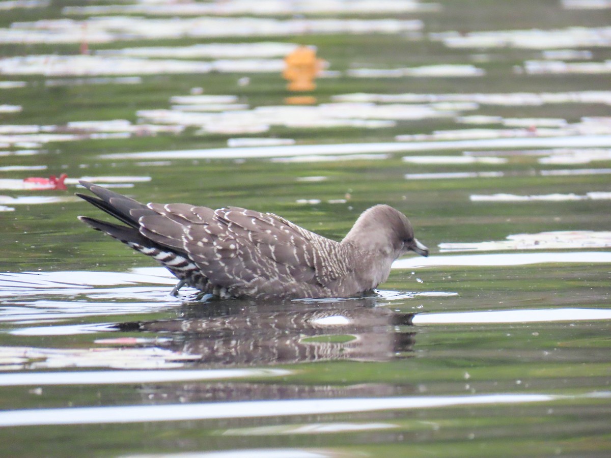 Long-tailed Jaeger - ML261624401