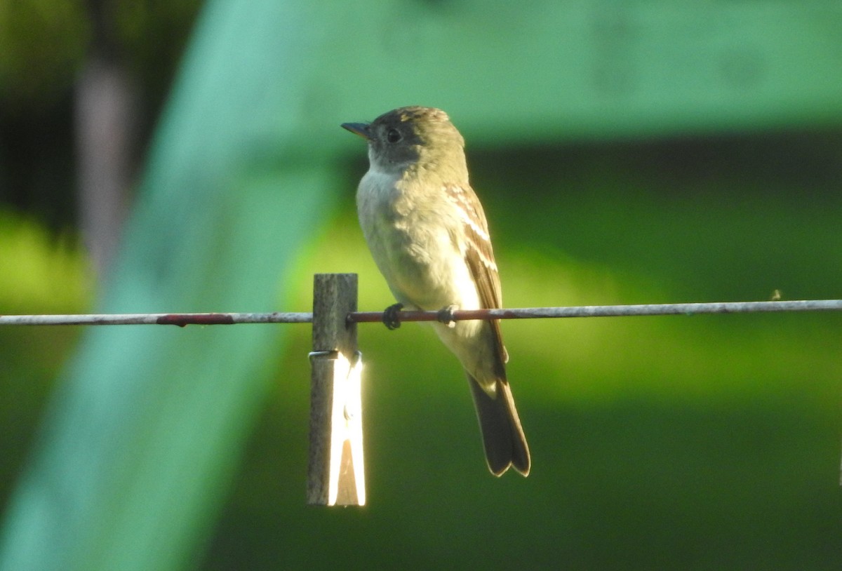 Least Flycatcher - Dave Neimeyer