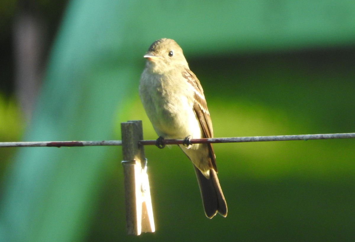 Least Flycatcher - ML261625321