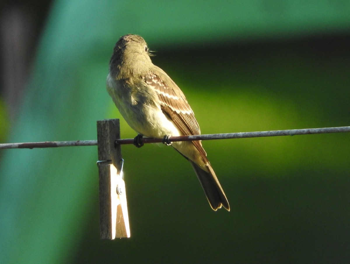 Least Flycatcher - ML261625341