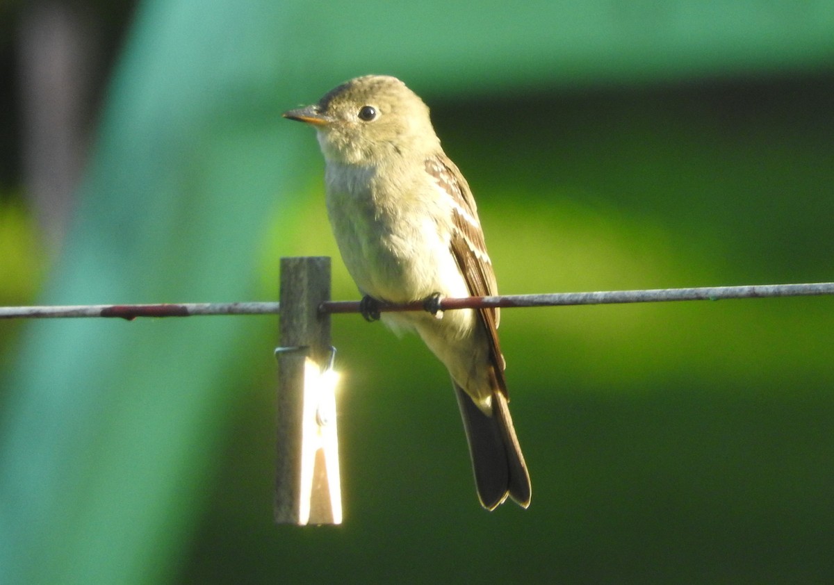 Least Flycatcher - Dave Neimeyer