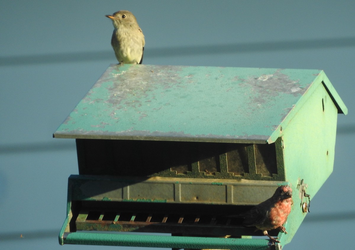 Least Flycatcher - Dave Neimeyer