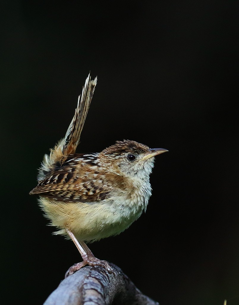 Grass Wren (Northern) - manuel grosselet