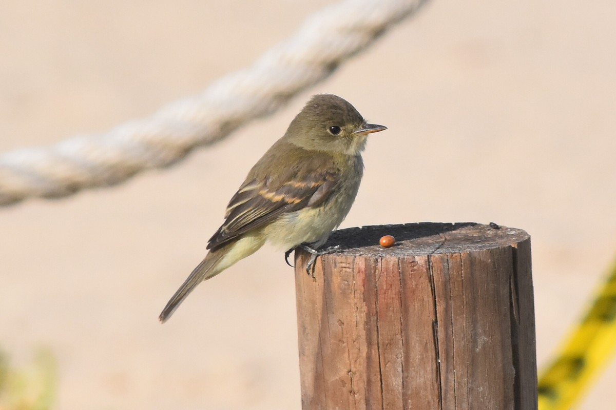 Willow Flycatcher - ML261625831