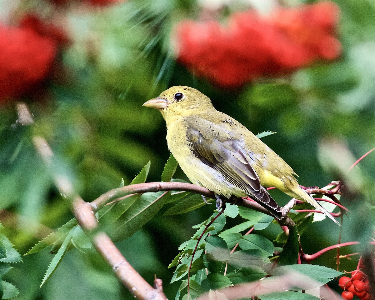 Scarlet Tanager - ML261627451